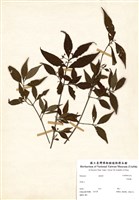 藏品(珍珠梅)的圖片